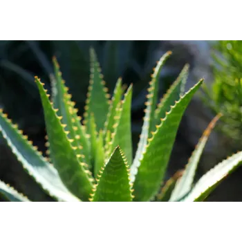 Aloe Vera Plants